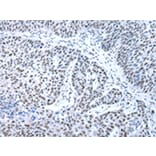 Immunohistochemistry - XAB2 Antibody from Signalway Antibody (42863) - Antibodies.com