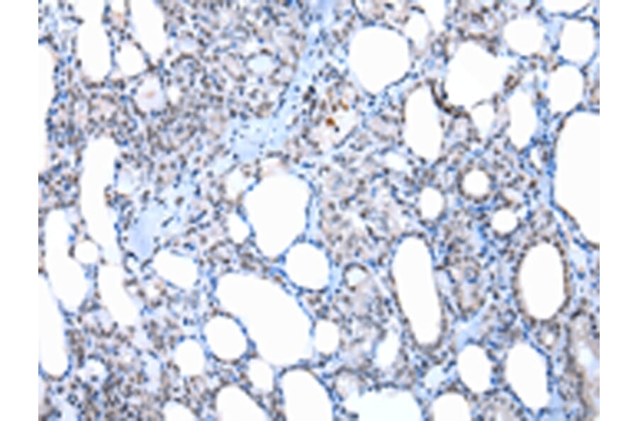 Immunohistochemistry - XAB2 Antibody from Signalway Antibody (42863) - Antibodies.com