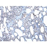 Immunohistochemistry - XAB2 Antibody from Signalway Antibody (42863) - Antibodies.com