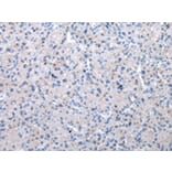 Immunohistochemistry - XKR6 Antibody from Signalway Antibody (42864) - Antibodies.com
