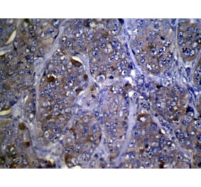 Immunohistochemistry - ZFP2 Antibody from Signalway Antibody (42874) - Antibodies.com