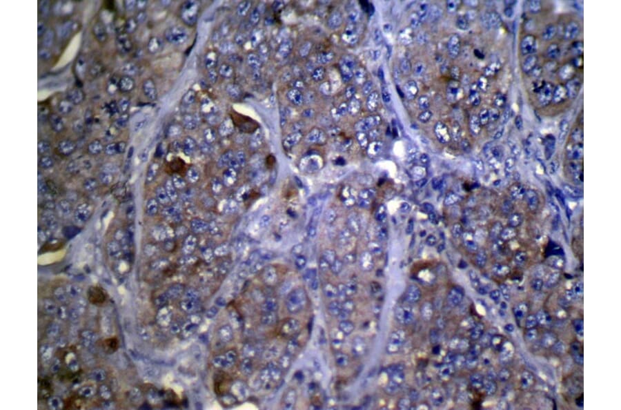 Immunohistochemistry - ZFP2 Antibody from Signalway Antibody (42874) - Antibodies.com