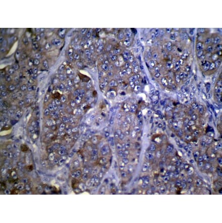 Immunohistochemistry - ZFP2 Antibody from Signalway Antibody (42874) - Antibodies.com