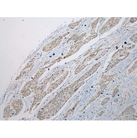 Immunohistochemistry - POMK Antibody from Signalway Antibody (42921) - Antibodies.com