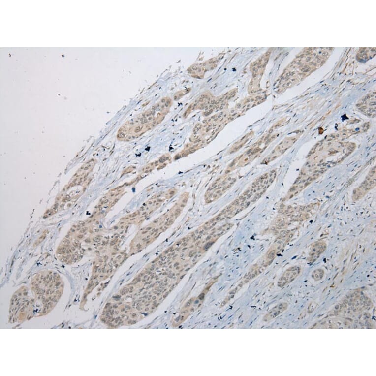 Immunohistochemistry - POMK Antibody from Signalway Antibody (42921) - Antibodies.com