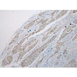 Immunohistochemistry - POMK Antibody from Signalway Antibody (42921) - Antibodies.com