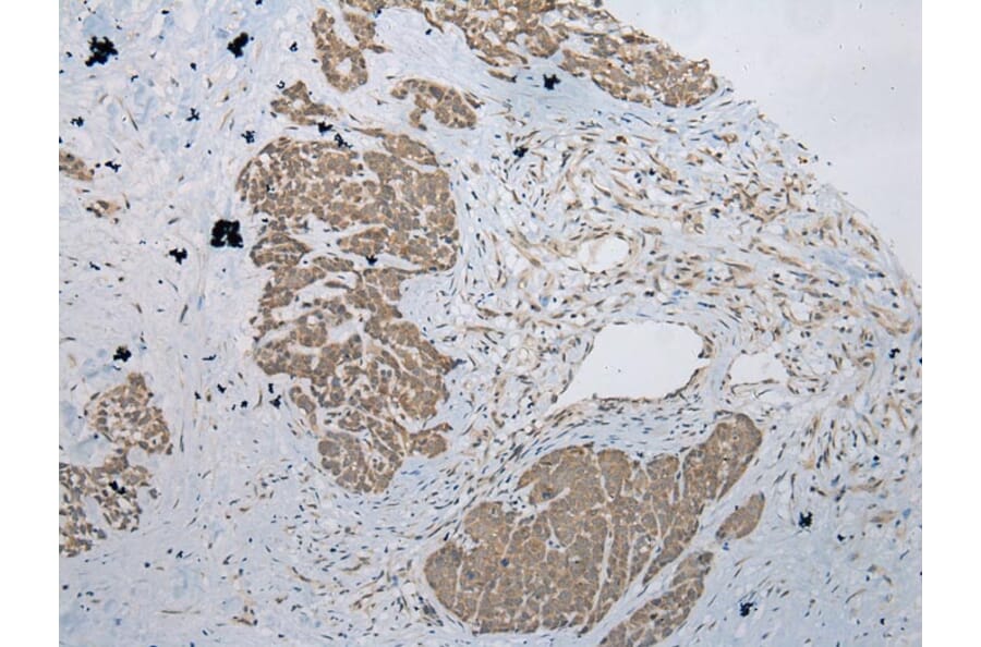 Immunohistochemistry - POMK Antibody from Signalway Antibody (42921) - Antibodies.com