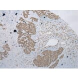 Immunohistochemistry - POMK Antibody from Signalway Antibody (42921) - Antibodies.com