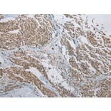 Immunohistochemistry - KAZN Antibody from Signalway Antibody (42929) - Antibodies.com
