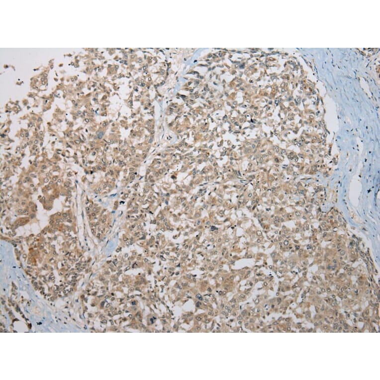 Immunohistochemistry - KAZN Antibody from Signalway Antibody (42929) - Antibodies.com