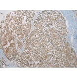 Immunohistochemistry - KAZN Antibody from Signalway Antibody (42929) - Antibodies.com