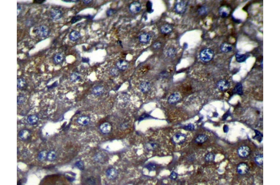 Immunohistochemistry - OIT3 Antibody from Signalway Antibody (42931) - Antibodies.com