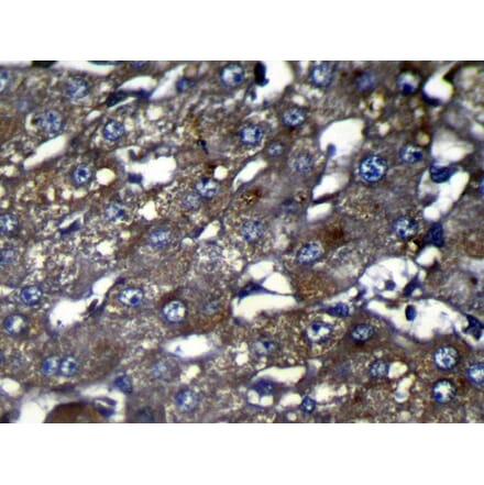 Immunohistochemistry - OIT3 Antibody from Signalway Antibody (42931) - Antibodies.com