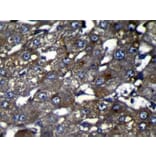 Immunohistochemistry - OIT3 Antibody from Signalway Antibody (42931) - Antibodies.com