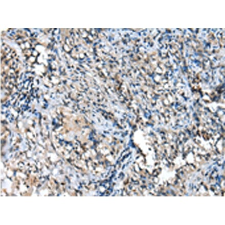 Immunohistochemistry - TPPP Antibody from Signalway Antibody (42950) - Antibodies.com