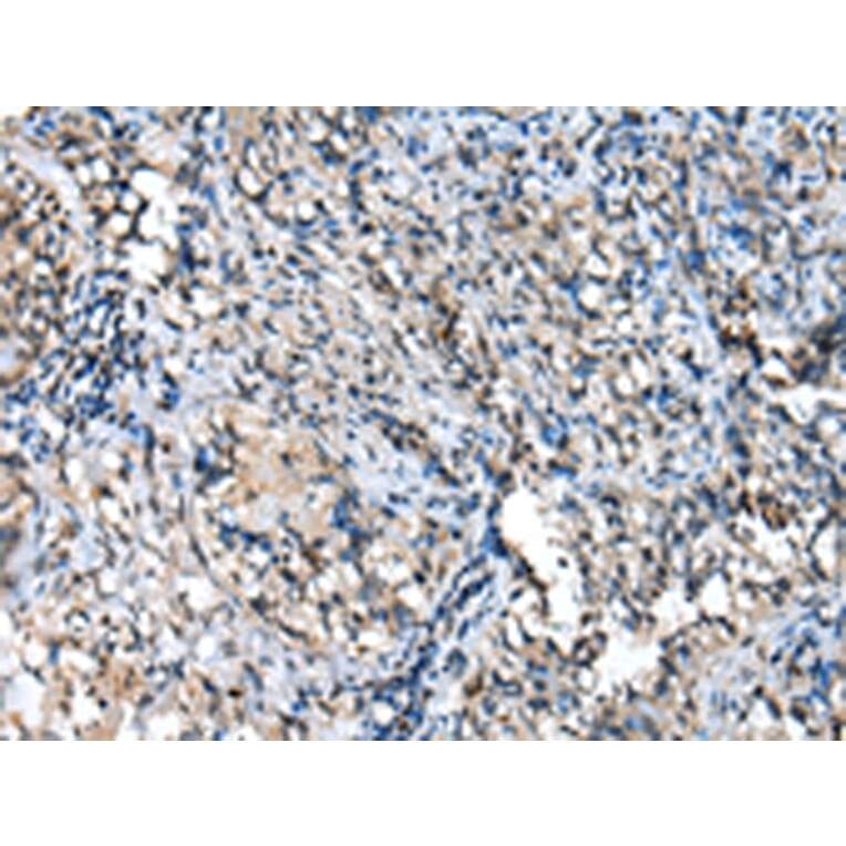 Immunohistochemistry - TPPP Antibody from Signalway Antibody (42950) - Antibodies.com