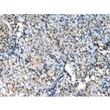 Immunohistochemistry - TPPP Antibody from Signalway Antibody (42950) - Antibodies.com