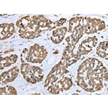 Immunohistochemistry - TPPP Antibody from Signalway Antibody (42950) - Antibodies.com