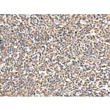 Immunohistochemistry - TESC Antibody from Signalway Antibody (42973) - Antibodies.com