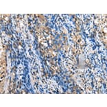 Immunohistochemistry - MOB4 Antibody from Signalway Antibody (42988) - Antibodies.com