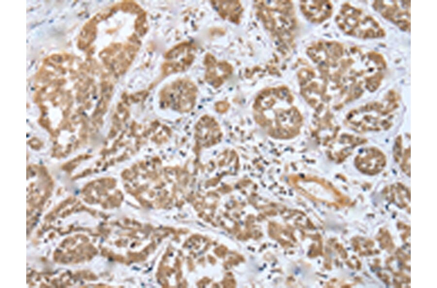 Immunohistochemistry - MOB4 Antibody from Signalway Antibody (42988) - Antibodies.com