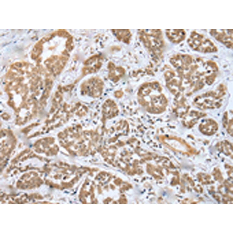 Immunohistochemistry - MOB4 Antibody from Signalway Antibody (42988) - Antibodies.com