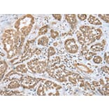 Immunohistochemistry - MOB4 Antibody from Signalway Antibody (42988) - Antibodies.com