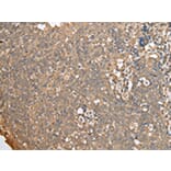Immunohistochemistry - ECI1 Antibody from Signalway Antibody (42997) - Antibodies.com