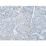 Immunohistochemistry - TPM4 Antibody from Signalway Antibody (43002) - Antibodies.com