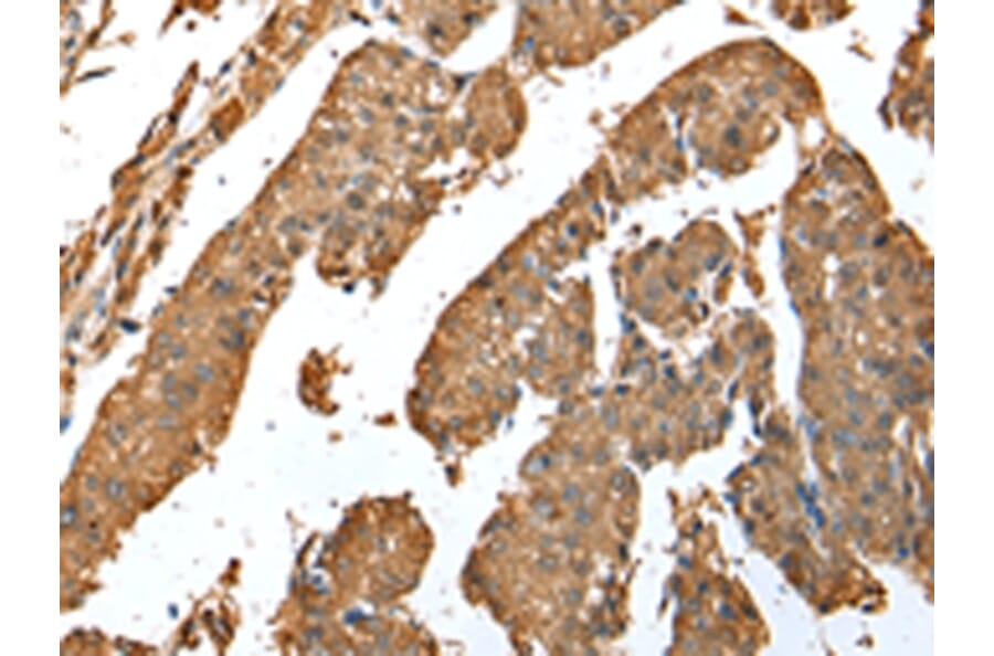 Immunohistochemistry - ASB9 Antibody from Signalway Antibody (43005) - Antibodies.com