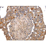 Immunohistochemistry - IRS2 Antibody from Signalway Antibody (43094) - Antibodies.com