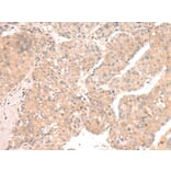 Immunohistochemistry - TLR9 Antibody from Signalway Antibody (43103) - Antibodies.com