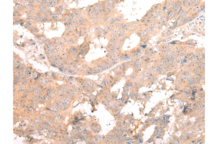 Immunohistochemistry - TLR9 Antibody from Signalway Antibody (43103) - Antibodies.com