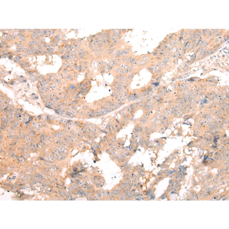 Immunohistochemistry - TLR9 Antibody from Signalway Antibody (43103) - Antibodies.com