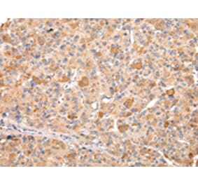 Immunohistochemistry - RERE Antibody from Signalway Antibody (43107) - Antibodies.com