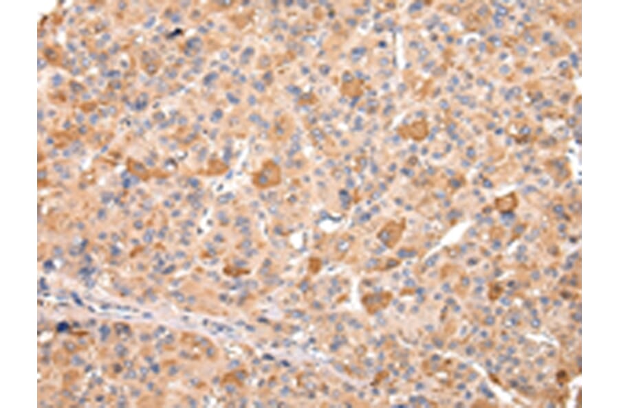 Immunohistochemistry - RERE Antibody from Signalway Antibody (43107) - Antibodies.com