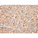 Immunohistochemistry - RERE Antibody from Signalway Antibody (43107) - Antibodies.com