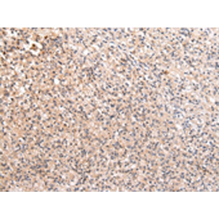 Immunohistochemistry - RERE Antibody from Signalway Antibody (43107) - Antibodies.com