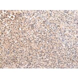 Immunohistochemistry - RERE Antibody from Signalway Antibody (43107) - Antibodies.com