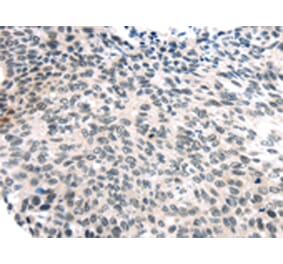 Immunohistochemistry - USP7 Antibody from Signalway Antibody (43178) - Antibodies.com