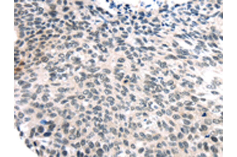 Immunohistochemistry - USP7 Antibody from Signalway Antibody (43178) - Antibodies.com