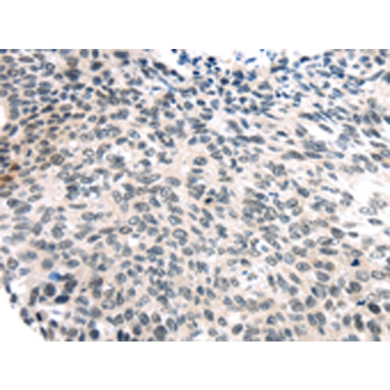 Immunohistochemistry - USP7 Antibody from Signalway Antibody (43178) - Antibodies.com