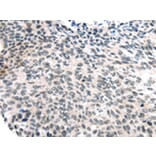 Immunohistochemistry - USP7 Antibody from Signalway Antibody (43178) - Antibodies.com