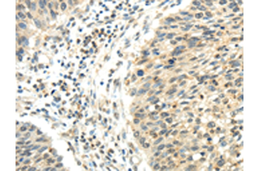 Immunohistochemistry - RHOU Antibody from Signalway Antibody (43196) - Antibodies.com