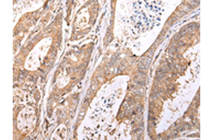 Immunohistochemistry - XKR7 Antibody from Signalway Antibody (43201) - Antibodies.com