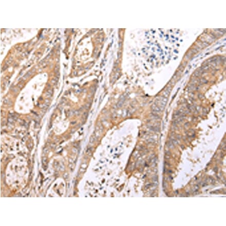 Immunohistochemistry - XKR7 Antibody from Signalway Antibody (43201) - Antibodies.com