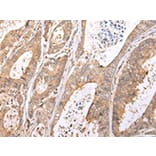 Immunohistochemistry - XKR7 Antibody from Signalway Antibody (43201) - Antibodies.com