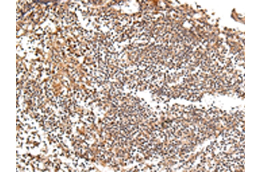 Immunohistochemistry - XKR7 Antibody from Signalway Antibody (43201) - Antibodies.com