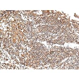Immunohistochemistry - XKR7 Antibody from Signalway Antibody (43201) - Antibodies.com
