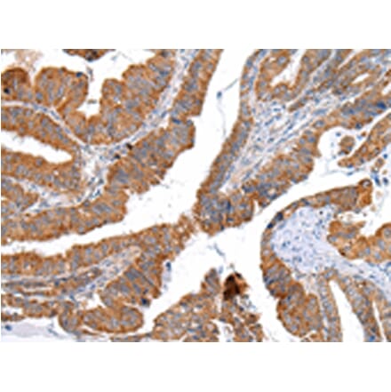 Immunohistochemistry - XKR4 Antibody from Signalway Antibody (43202) - Antibodies.com